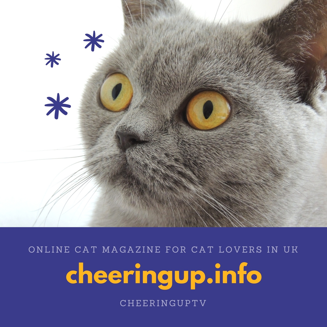 Subscribe to Cat Lovers Cat Magazine for free Cats and Cat Lovers Magazine