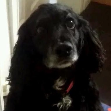 Dogs magazine Twitter @DogsUK